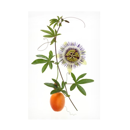 Brian Haslam 'Passion Flower' Canvas Art,30x47